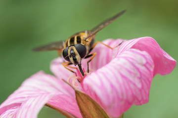 Sun fly hoverfly sitting in a pink geranium flower seen from the front