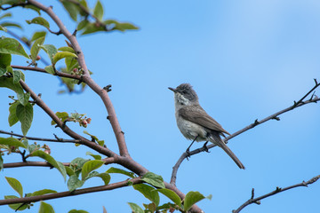 A perched lesser whitethroat bird with blue sky in the background