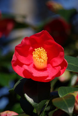 Camélia rouge et jaune au printemps au jardin