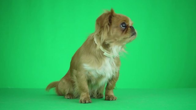Pekinese is looking at a green background