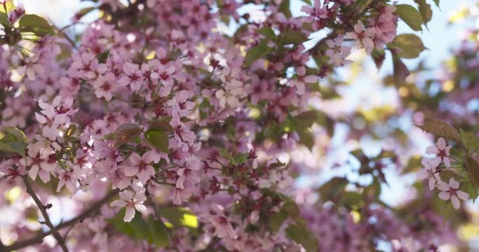 pan shot of sakura in bloom in sunny spring day, 4k 60fps prores footage