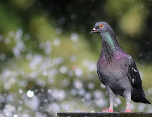 pigeon in fountain with bokeh lights background