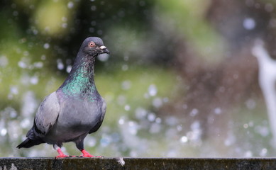 pigeon in fountain with bokeh lights background