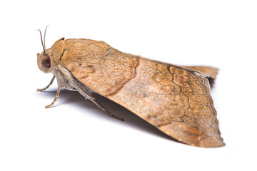 Fototapeta premium Corn stem borer moth isolated on white background.