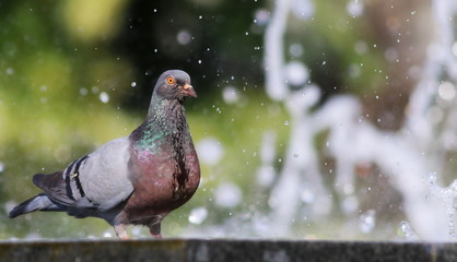 pigeon in fountain with bokeh lights background