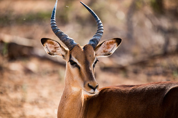 Impala close up
