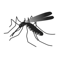 Mosquito isolated on white background.