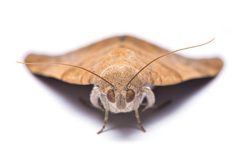 Corn stem borer moth isolated on white background.