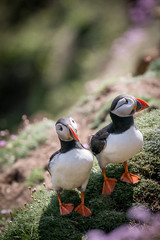 mating puffins