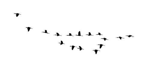 Glossy ibis (Plegadis falcinellus) wedge in flight. Vector silhouette a flock of birds