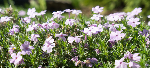 Summer flowers in the field