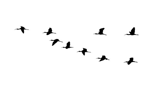 Glossy ibis (Plegadis falcinellus) wedge in flight. Vector silhouette a flock of birds