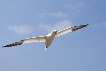 Bird Soaring