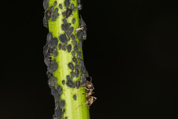 Blattläuse am Pflanzenstengel mit melkender Ameise