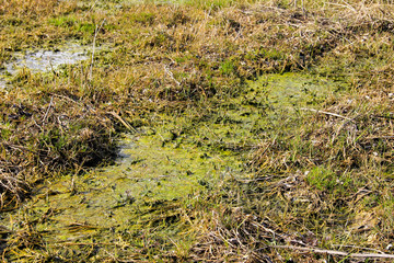 Marshland with algae in standing water