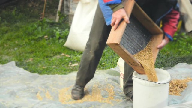 Worker pours grain from a sieve into a container. Sifting grain concept
