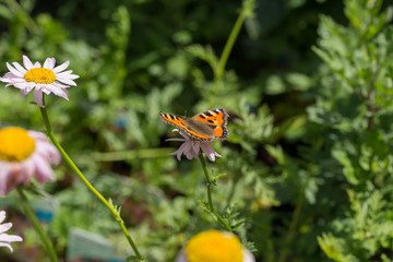 Butterfly - orange, white and black - landed on a white daisy flower in close up macro image with green leaves blurry background