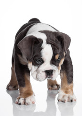 Little puppu of english billdog gray and white