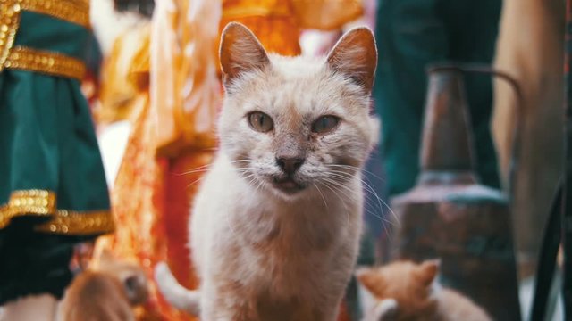 Homeless Red Cat with Kittens Looking at the Camera on the Street. Slow Motion in 96 fps. Close-up.