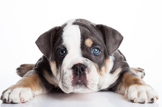 Little puppu of english billdog gray and white