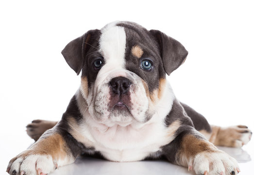 Little puppu of english billdog gray and white