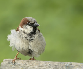 house sparrow