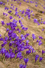 Fototapeta na wymiar Alpine crocuses blossom in the mountains of the Carpathians on top of the mountain. Fresh beautiful purple crocuses. Flowering blue crocus in summer.
