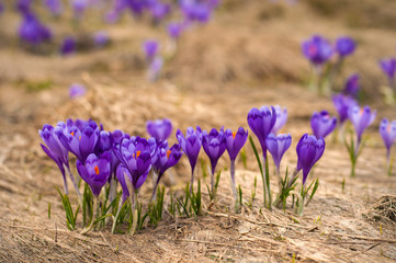 Alpine crocuses blossom in the mountains of the Carpathians on top of the mountain. Fresh beautiful...