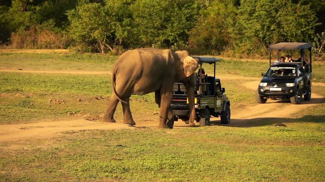 People riding in jeeps during safari trip in Sri Lanka, super slow motion 240fps
