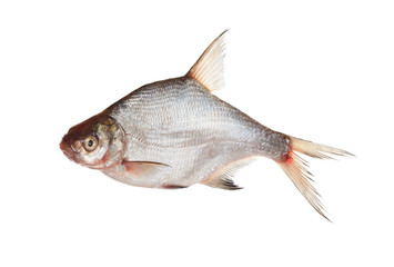 Bream isolated on white