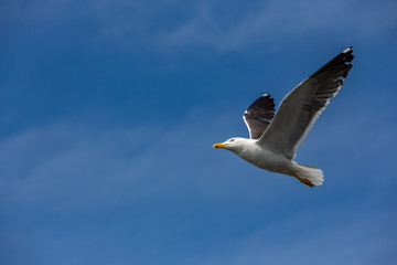 A seagull, on the way into the blue sky.