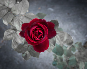 Red Rose on Branch From Above