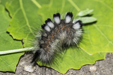 Fluffy caterpillar on green leaves closeup