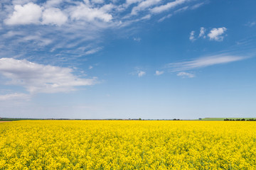 Obraz premium Yellow field of rapeseed in bloom 