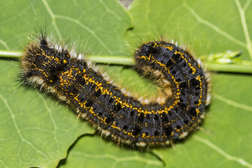 Shaggy caterpillar close-up on green leaf