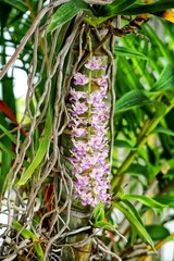 Obraz premium Rhynchostylis gigantea