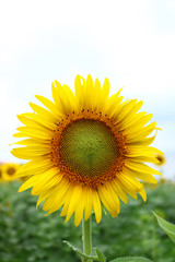 Obraz premium Close up sunflower