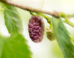 mulberry berry on the tree in nature