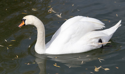 White swan on the lake in autumn