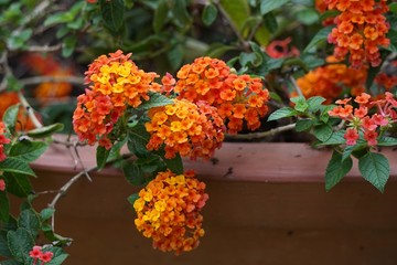 Lantana camara, also known as big-sage, wild-sage, red-sage, white-sage and tickberry  is a species of flowering plant within the verbena family, Verbenaceae, that is native to the American tropics