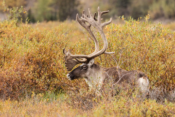 Barren Ground Caribou Bull in Velvet