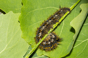Shaggy caterpillar close-up on green leaf