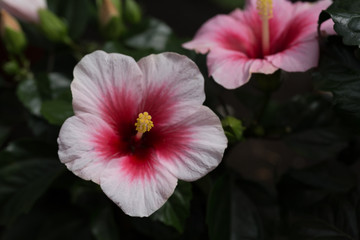 Pink and red Hibiscus in close up macro image with green leaves blurry background