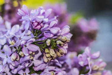 Acrylic prints Lilac Lilac flowers close-up