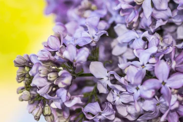 Foto op Plexiglas Sering Lila bloemen close-up