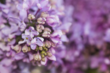 Lilac flowers close-up