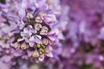 Acrylic prints Lilac Lilac flowers close-up