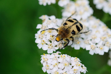 Gebänderter Pinselkäfer auf Doldenblüte