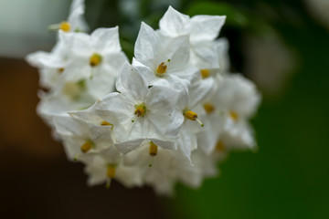 White and yellow bunch of jasmine star flowers in close up macro image with green leaves blurry background