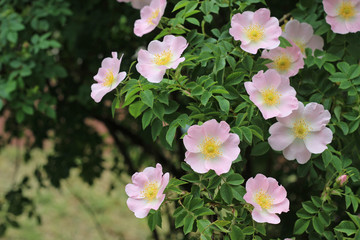 dogrose blooming